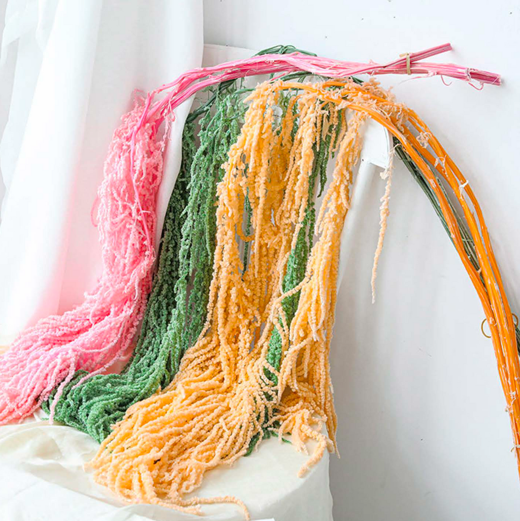 Amaranthus