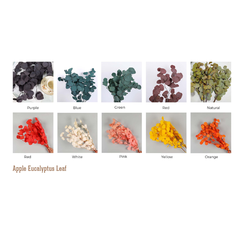 Apple Eucalyptus Leaf