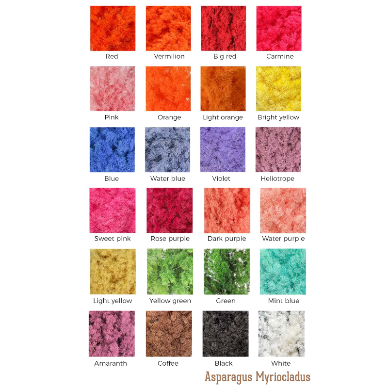 Asparagus Myriocladus