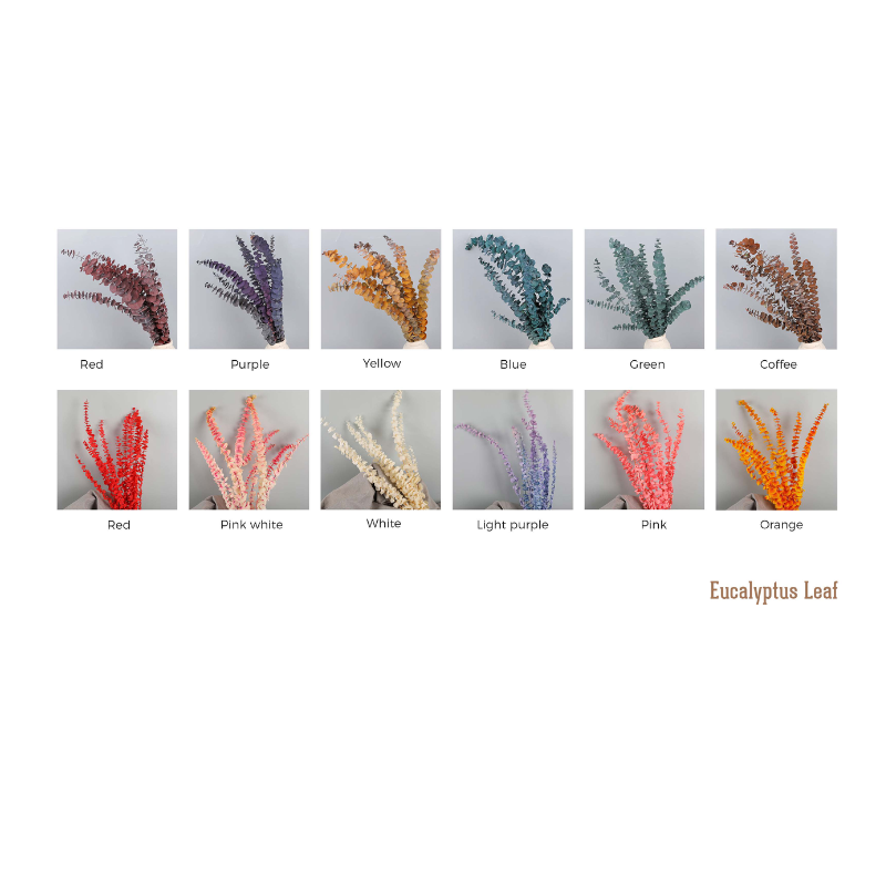 Eucalyptus Leaf