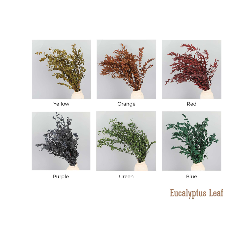 Eucalyptus Leaf Thin Leaf