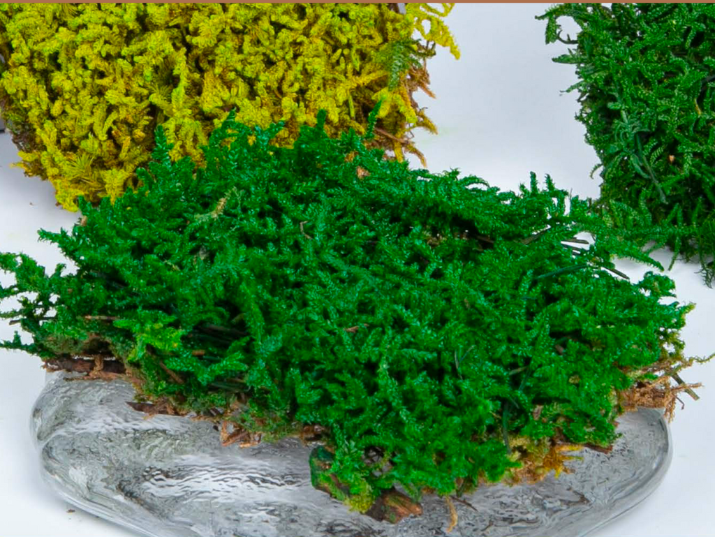 Preserved Moss Hypnum Moss