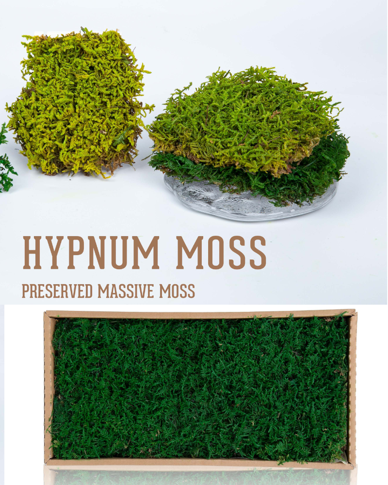 Preserved Moss Hypnum Moss