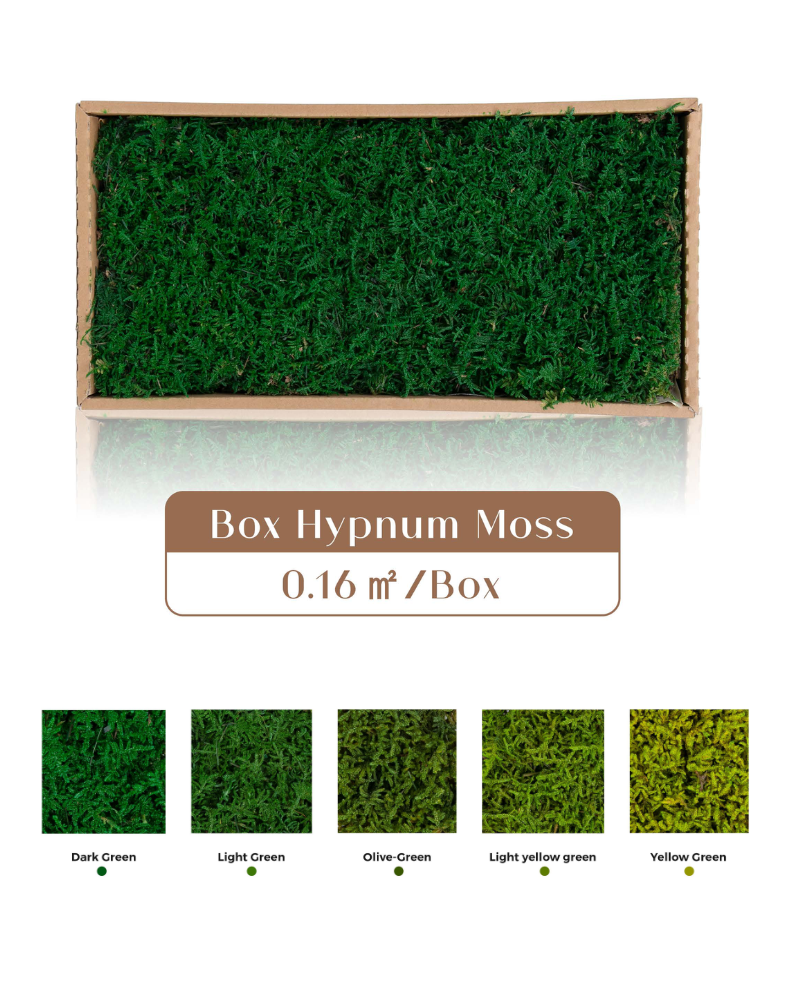 Preserved Moss Hypnum Moss