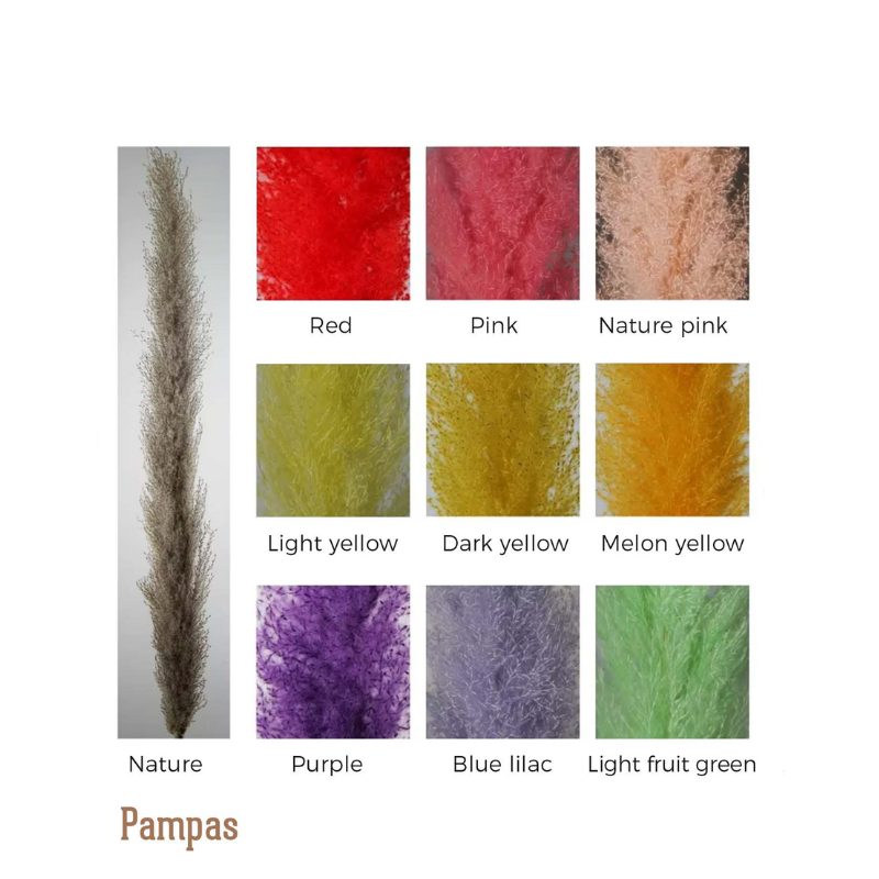 Large Pampas Grass