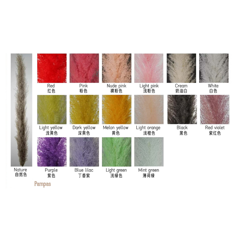 Large Pampas Grass