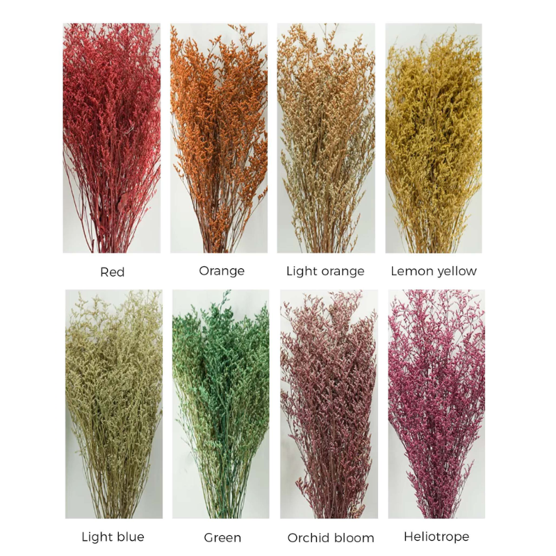 Limonium