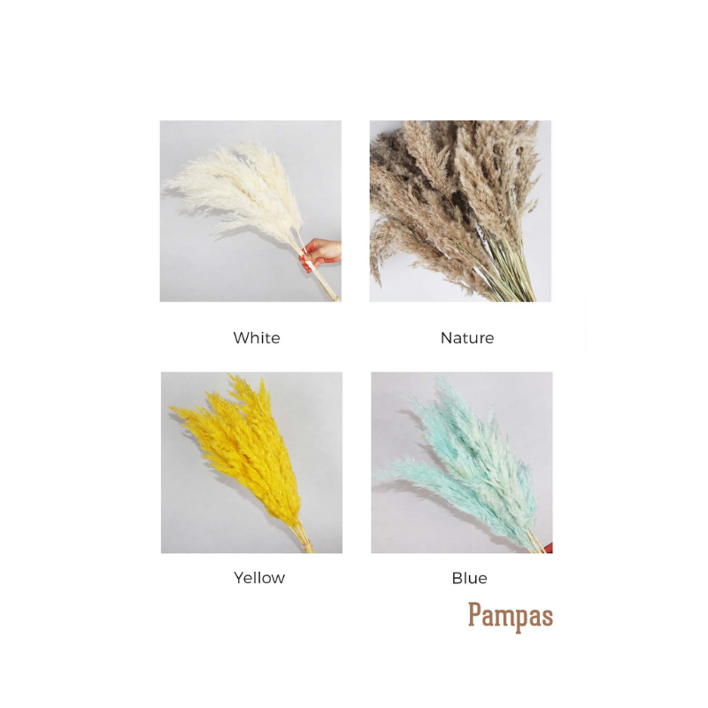 Pampas Grass