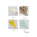 Pampas Grass