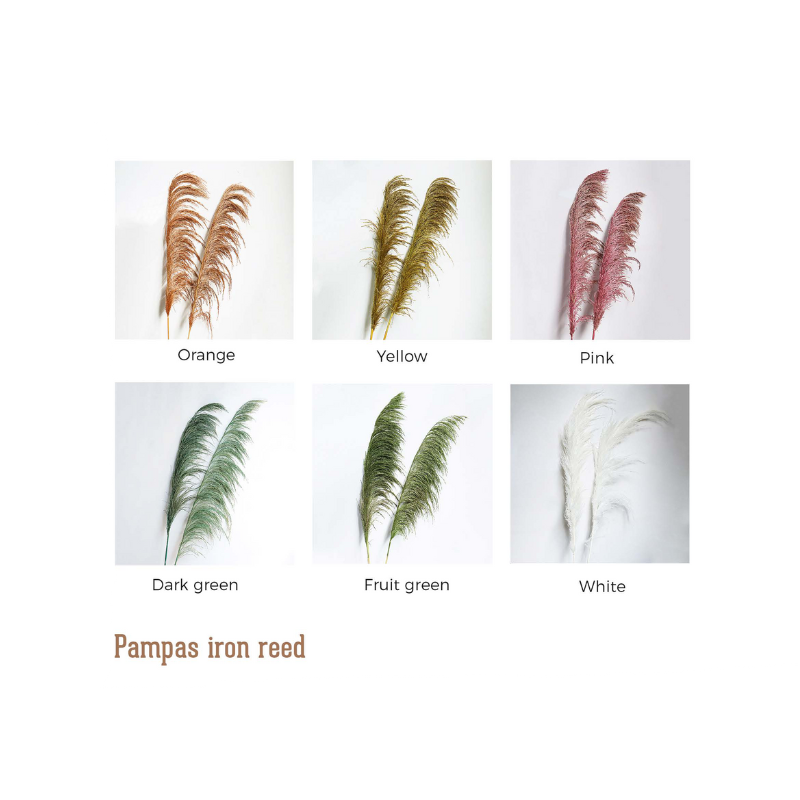 Pampas Iron Reed