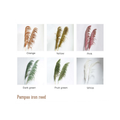 Pampas Iron Reed