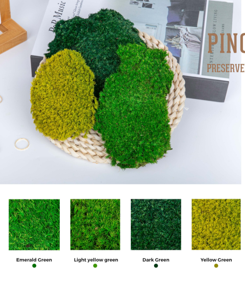 Preserved Moss Pincushion Moss