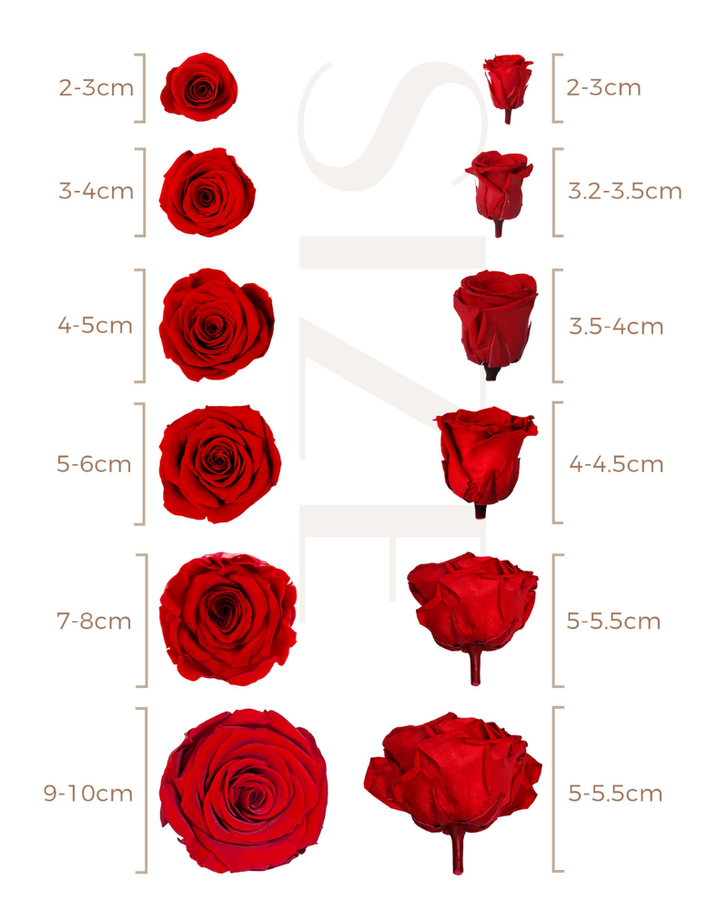 Preserved Rose