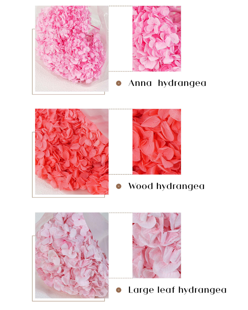 Preserved Hydrangea