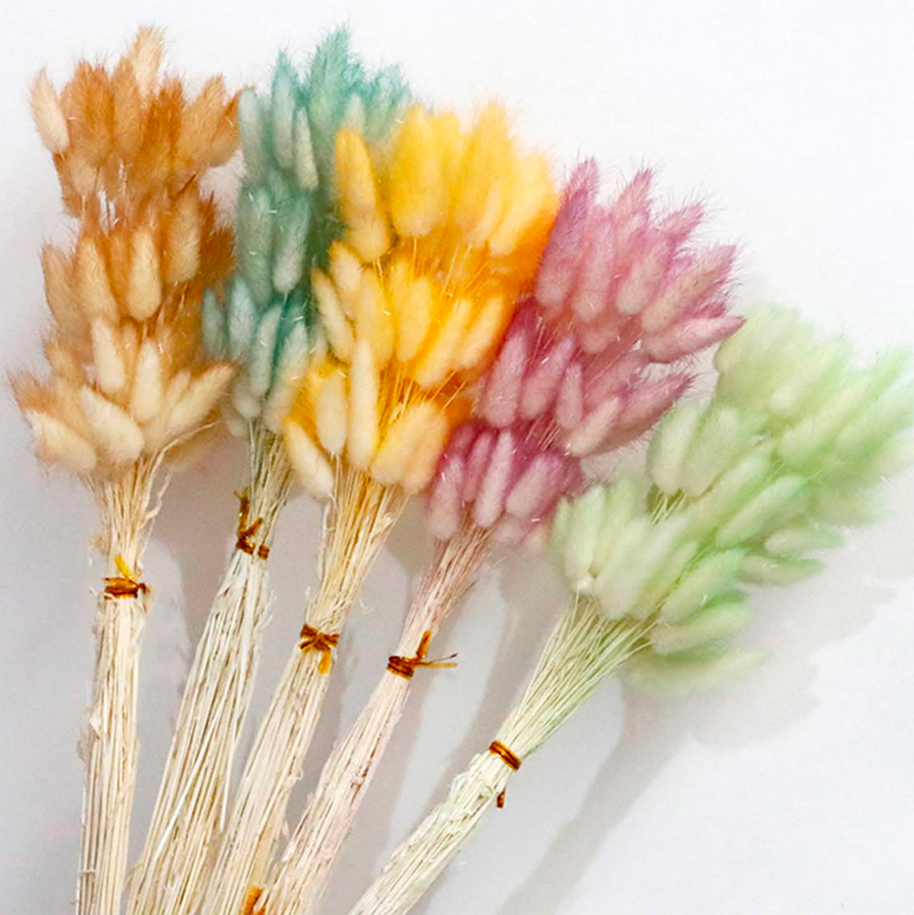 Rabbit Tail Grass