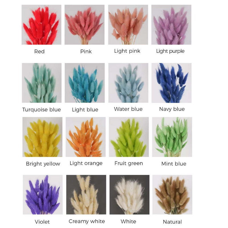 Rabbit Tail Grass