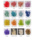 Rabbit Tail Grass