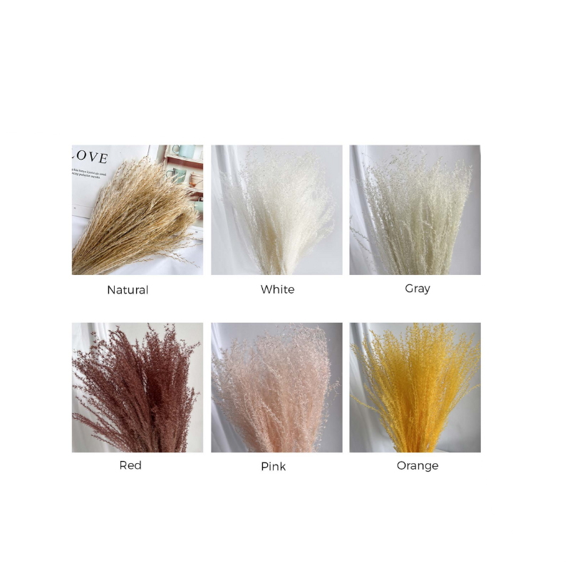 Reed Pampas