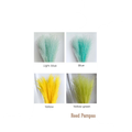 Reed Pampas