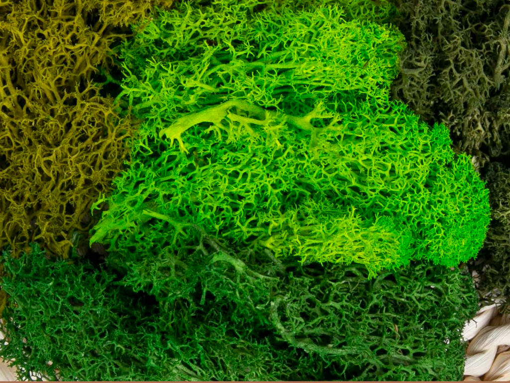 Preserved Moss Reindeer Moss