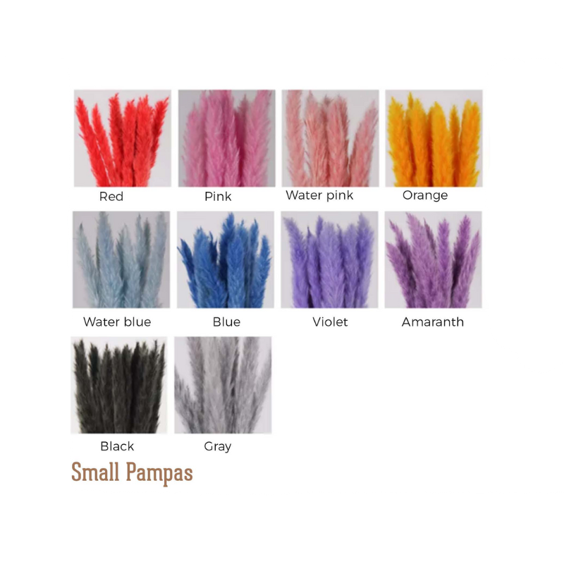 Small Pampas Grass