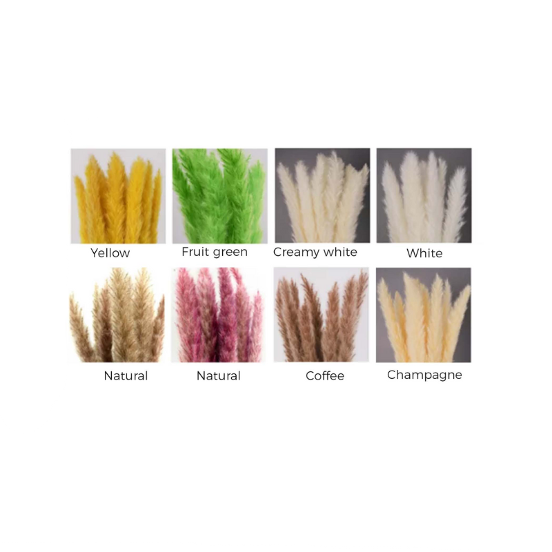 Small Pampas Grass