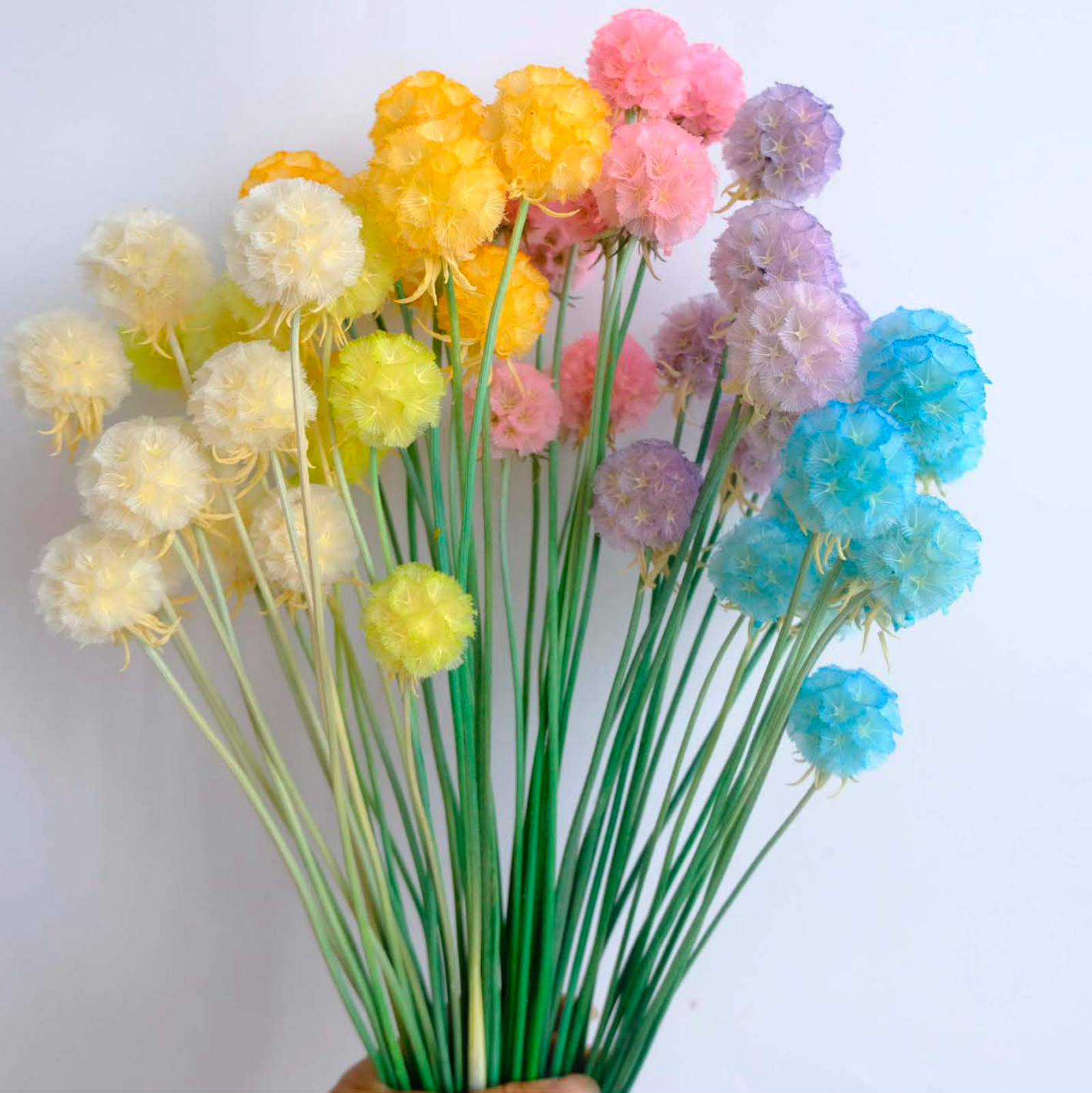 Windmill Fruit Flower